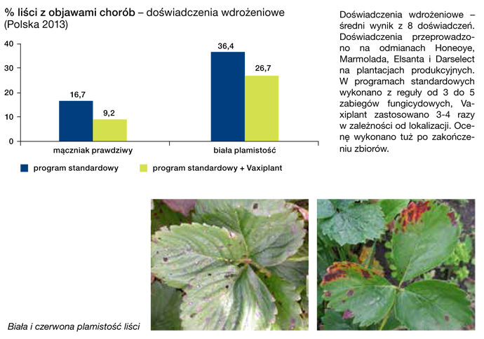 Vaxiplant - truskawka - strategia komplementarności