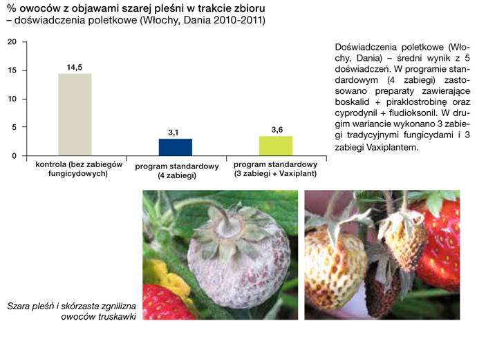 Vaxiplant - truskawka - strategia substytucji